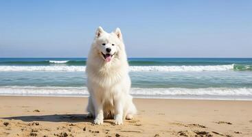 A white dog sitting on the beach with its tongue out photo