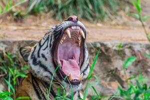 A tiger yawning in the grass photo