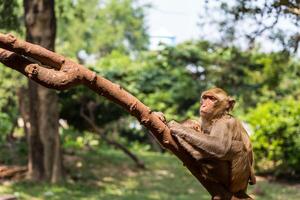 A monkey is sitting on a branch in a zoo photo
