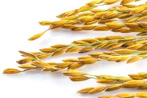 Rice plant on white background photo