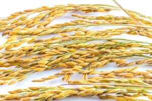 Rice is a staple food in many countries photo