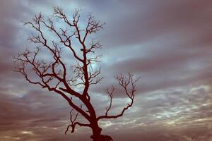 A lone tree in a field with a cloudy sky photo