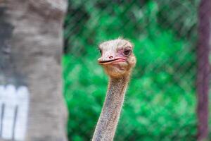 A close up of an ostrich looking at the camera photo