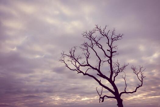 A bare tree stands alone in the middle of a field photo