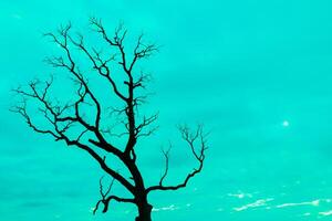 A lone tree in the middle of a field photo