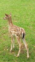 Cute baby deer standing on vibrant green grass, enjoying the serene environment of a protected wildlife area, showcasing the beauty of nature and the importance of conservation video