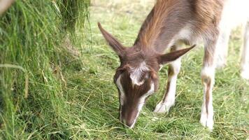Brown and white young goat munching on fresh grass in a sunny meadow, surrounded by a picturesque haystack, embodies the charm of rural life and healthy livestock farming video