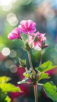 A pink flower is in front of a blurry background photo