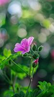 A pink flower is in front of a green background photo