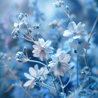 A blue and white flower is shown in this photo