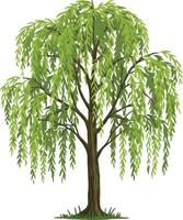 Willow tree with drooping branches and bright green leaves isolated on white background illustration vector