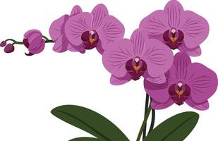 Purple orchid flower plant with green leaves illustration in natural style for decoration and design vector
