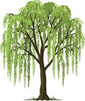 Willow tree with drooping green leaves illustration showing natural tree design and detailed foliage vector