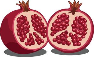 Pomegranate fruit with red seeds and cross section illustration of fresh ripe pomegranate halves vector
