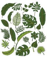 Collection of green leaves illustrations vector