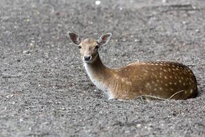 European fallow deer in a clearing photo