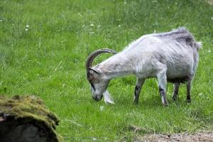 Goat in a clearing photo