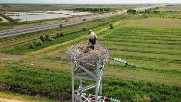 Uzbekistan farmland and stork nest on a tall power structure video