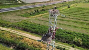 Close view of nesting storks above irrigated farmland and road video