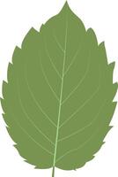 Tropical Leaves Illustration with Flat Design. vector