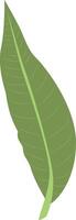 Tropical Leaves Illustration Isolated on White Background. vector