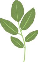 Tropical Leaves Illustration in Cartoon Design. vector