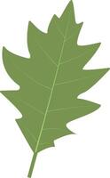 Tropical Leaves Illustration, Isolated on White Background, vector
