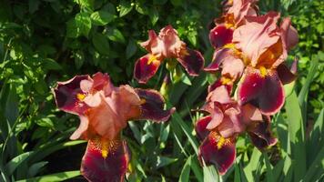 Closeup of a blooming iris in a lush green garden. Bright sunny day highlighting the beauty of this cultivated flower video