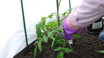 Hands planting tomato seedlings in a greenhouse. Organic farming and spring garden care. video