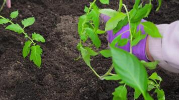 Hands gently placing tomato sprout into rich garden soil. Symbol of growth, sustainability, and springtime cultivation video
