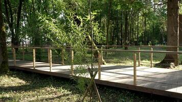 Experience the beautiful wooden pathway that winds through a lush and vibrant green forest video