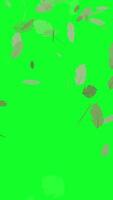Falling Leaves Animation With Green Screen. Vertical Animation video