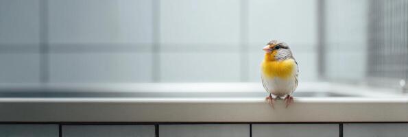 Colorful Bird Perched Inside a Clean Vet Office, Showcasing a Calm Environment photo