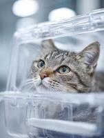 Calm Cat Resting in Transparent Travel Carrier at Veterinary Clinic Waiting for Its Appointment photo