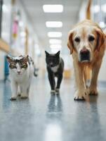 Calm Pets Walking Down a Soft-Focus Vet Hallway During a Routine Visit to the Animal Clinic photo