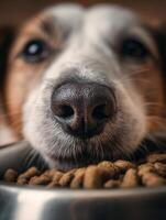 Close-up View of a Dogs Snout as It Reaches Into a Food Bowl Filled With Kibble, Soft Background Highlighting the Focus on the Dog photo
