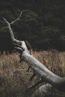Fallen Tree In A Forest During Autumn With Dry Grass And Branches On The Ground photo