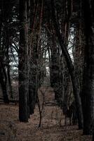 An ominous, dark forest with tall, slender trees and a ground covered in dry leaves. photo