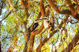 Kookaburras perched branches photo