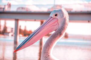 Pelican on the lookout photo