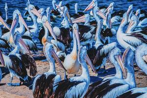 Pelicans ocean gathering photo