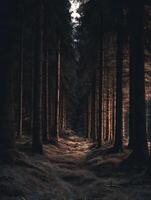 Sunlit Path Through a Dark Forest A Mystical Nature Scene. photo