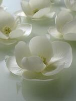 Serene White Flowers Floating on Water A Close Up Study of Delicate Petals. photo