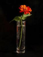 Single Zinnia Flower in a Glass Vase against a Black Background. A vibrant image perfect for cards, websites, or other design projects. photo