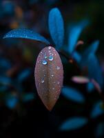 Dew Drops on a Single Leaf, Close Up Nature Photography. photo