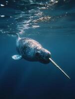 Narwhal Swimming Underwater With Tusk Extended in Serene Blue Environment, Showcasing Marine Life Depths During Daylight Hours photo