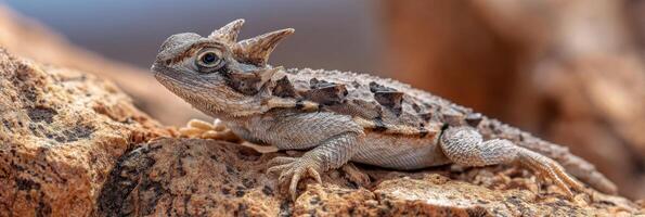Horned Lizard Perched on Textured Desert Rock in Arid Landscape Under Bright Sun photo