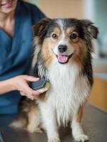 Veterinary Assistant Brushes a Dogs Coat During a Checkup in a Bright, Spacious Clinic Setting photo