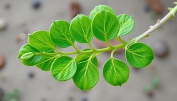 close up view of a fenugreek leaf cluster with oval shaped green blades and delicate stems. photo