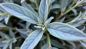 close up view of lavender leaves with their narrow, gray green shape and fine, velvety hairs. photo
